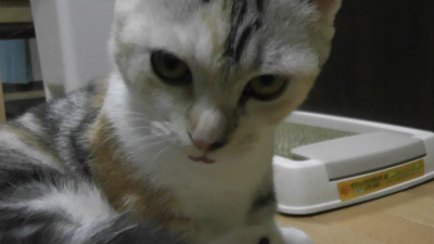 何なの?