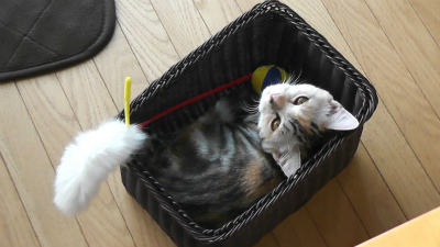 おもちゃ、とってよ