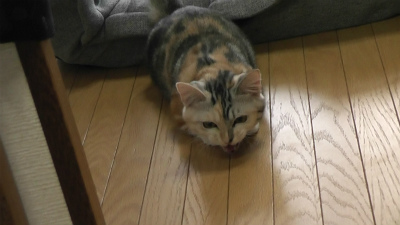 でも、体が抑えられないの
