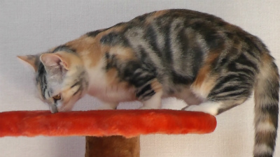 ここで切れたか