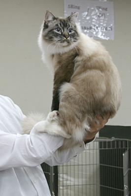 catshow04.jpg