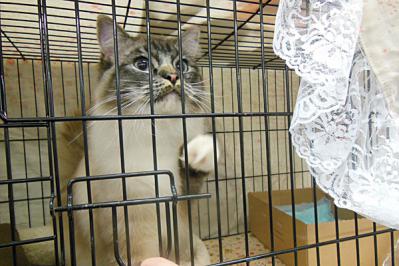 catshow08.jpg