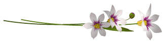 niwazekisyou-l3.png