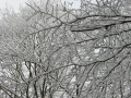 雪をかぶった木々
