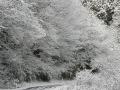 雪をかぶった木々