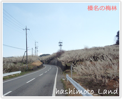 4_9_haruna02.jpg
