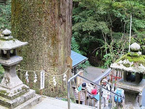 20110913IMG_0517大杉