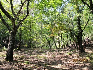 20111023IMG_0603上谷-下層なし