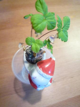 しっぽん1
