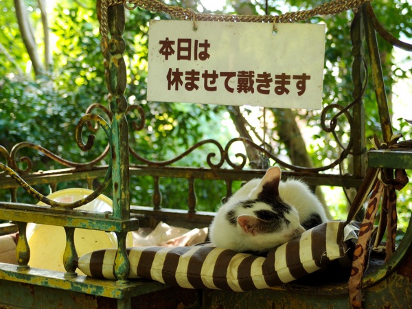 本日は