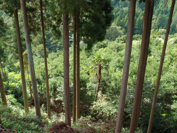 柚子畑