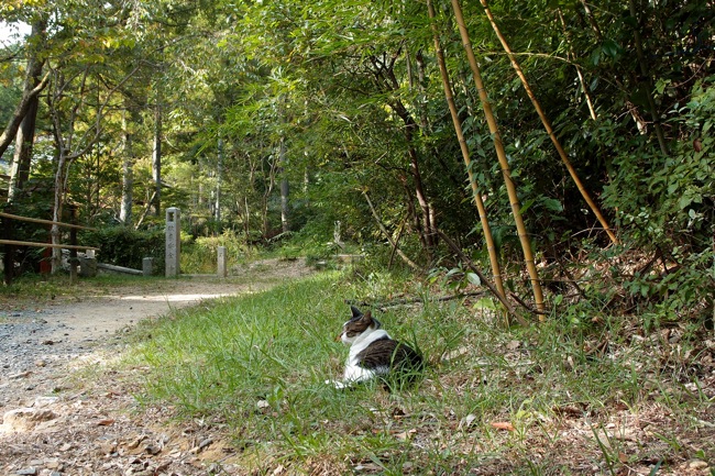 竹猫