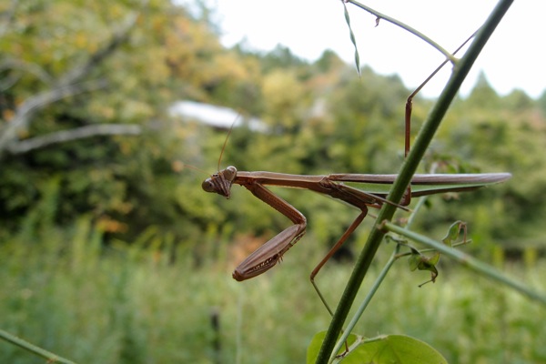 カマキリ