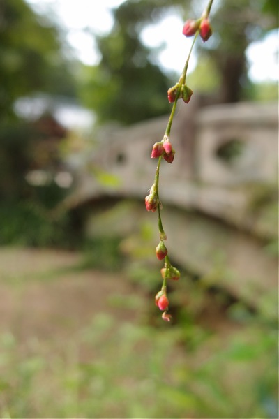 水引草