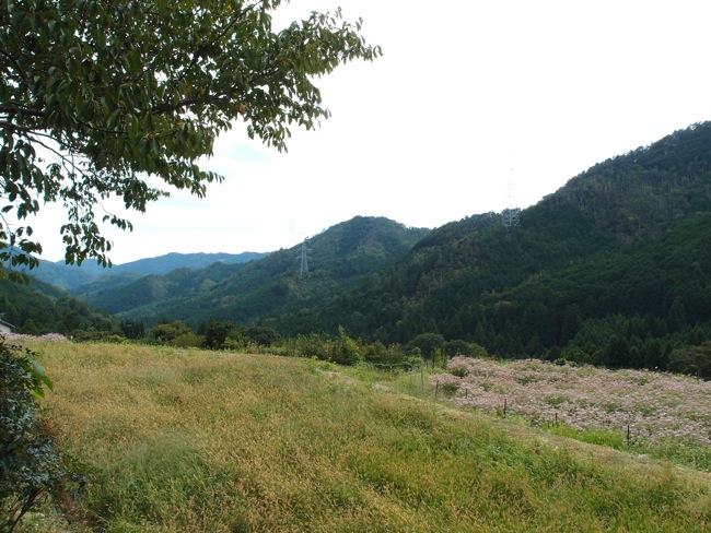 P9176784.jpg
