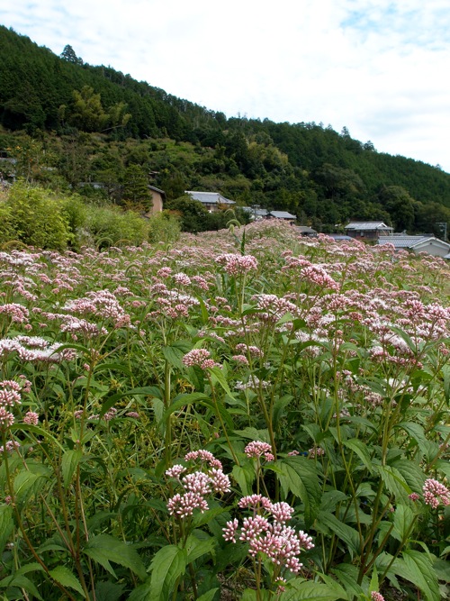 P9176789.jpg