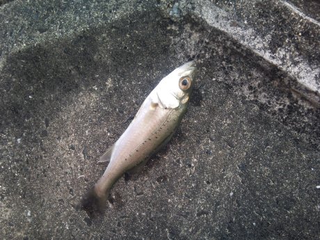 室見川 那珂川河口にハゼ釣りに行ってきました 自然を愛し 自然と共に