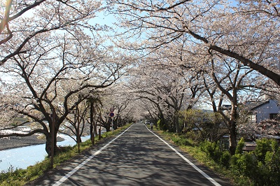 静岡おでかけ日記 藤枝市 瀬戸川の桜トンネル