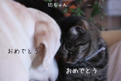 DPP_0195-1_20120418153706.jpg