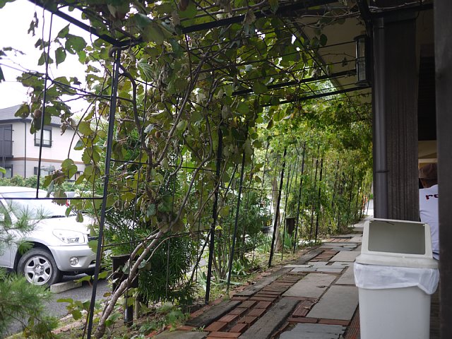 サフラン110923008