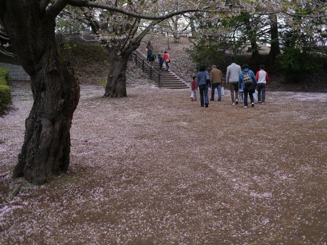 あけぼの山農業公園さくら祭り130406007