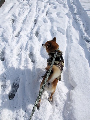 元太雪2014-205 (6)