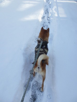 元太雪2014-205 (5)