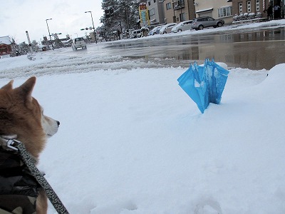 元太雪2014-205 (1)