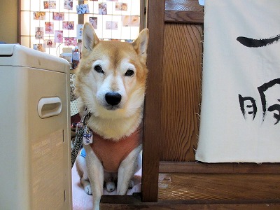 元太お店2014-223 (3)