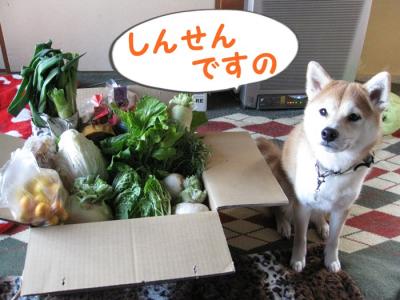 鮮度抜群ですの