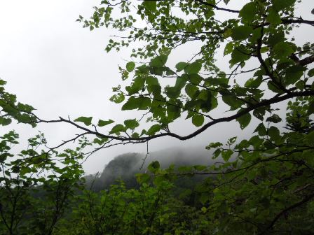 霧煙る山道