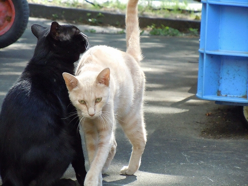 DSCN4756.jpg