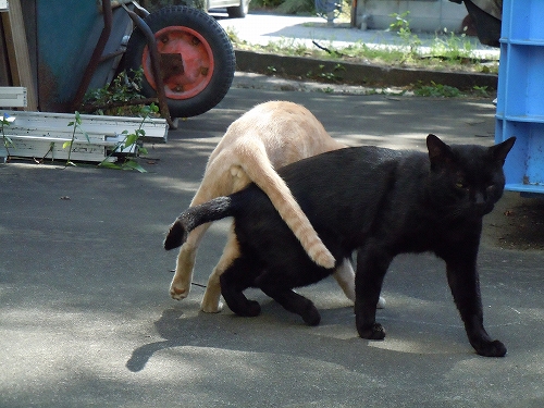 DSCN4757.jpg