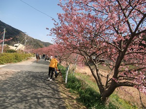8分咲き