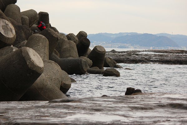 磯遊びと漁師町 ひさしぶりの江ノ島 その３ スローまいらいふ Slow My Life