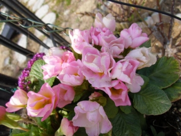 Frower
