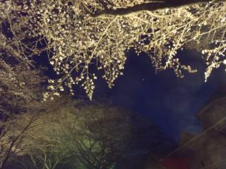 与田切公園の桜