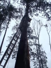 万能巣箱かけ