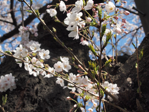 sakura.jpg