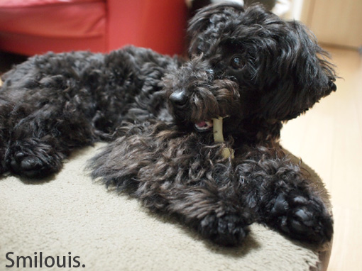 smilouis1203313.jpg