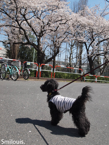 smilouis120408_2.jpg