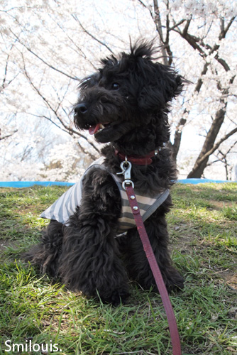 smilouis120408_3.jpg