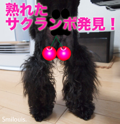 smilouis120416_8.jpg