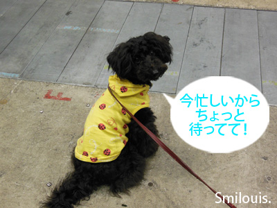 smilouis120503_9.jpg
