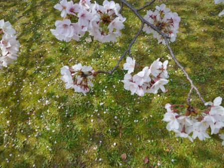 sakura133.jpg