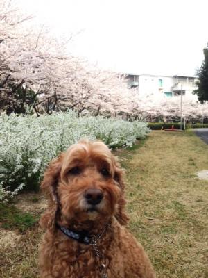お花見2