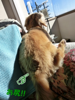 おしり!