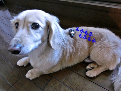 もふもふ