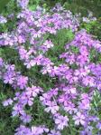 violets2011no5