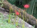 DSCN7485.jpg